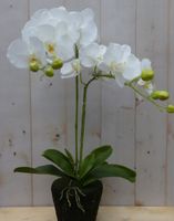 Orchidee phalaenopsis 2 stelen 40 cm - Warentuin Mix - thumbnail