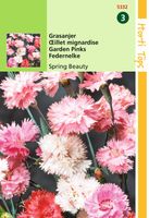 Dianthus Plum. Dbl.Bl.Gem. Spring Beauty - Hortitops