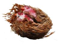 Darice • vogeltje & vogelnestje