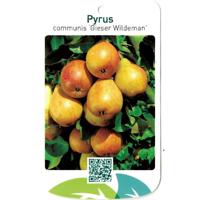 Pyrus Communis Gieser Wildeman - Oosterik home
