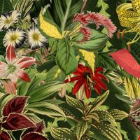 Moooi Carpets - Copy of Vloerkleed Herbarium of Extincts Plants Square Wool - 350x350 cm