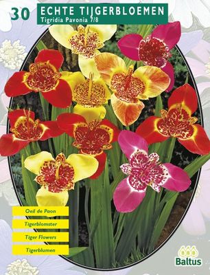 Zomer Bloembollen Tigridia Pavonia, Mix per 30 - Baltus