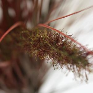 Pennisetum Pluimgras kunstplant 75cm - herfst