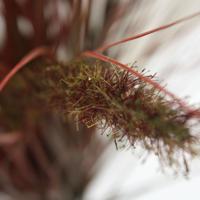 Pennisetum Pluimgras kunstplant 75cm - herfst Pennisetum Pluimgras kunstplant 75cm - herfst