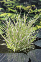 Bont rietgras klaar in vijvermand / Phalaris arundinacea ‘Picta’ - thumbnail