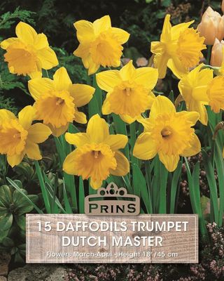 Prins Narcis daffodils Dutch master 15 bollen