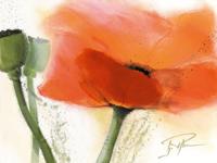 Kunstdruk Gerd Pflumm - Faszination Mohn III 80x60cm
