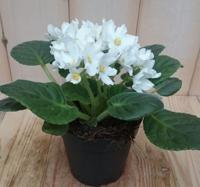 2 stuks! Kamerplant Kaaps viool wit - Warentuin natuurlijk
