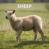 Schapen Kalender 2027