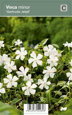 Vips Vinca minor Gertrude Jekyll - Kleine maagdenpalm