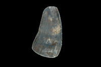 Viking Twist Horn L
