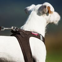 Curli Vest Harness Clasp Air-Mesh - Beige - XXXS - thumbnail