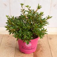 Bloombux Rhododendron Micranthum 40 cm roze bloem Warentuin Natuurlijk - Warentuin natuurlijk