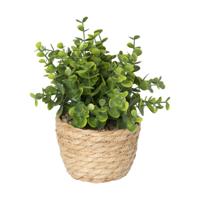 Plantje in rieten mand - rond blad - ø10x19 cm Plantje in rieten mand - rond blad - ø10x19 cm