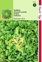 Zaden Andijvie Nummer Vijf 2 Hortitops - Hortitops