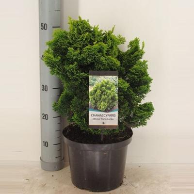 Chamaecyparis obt nana aurea 50 cm - Warentuin natuurlijk