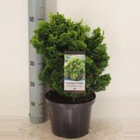 Chamaecyparis obt nana aurea 50 cm - Warentuin natuurlijk