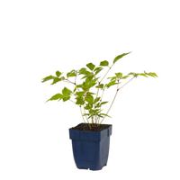 Astilbe (J) Europa vaste plant Griffioen - Griffioen