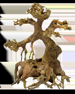 Superfish Bonsai Driftwood xs