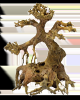 Superfish Bonsai Driftwood xs