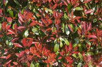 Photinia boom - thumbnail