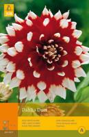 Dahlia duet 1st bloembol zomer Dahlia JUB - Jub