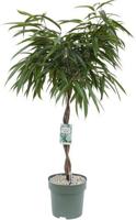 Ficus Mahori - Alii Twisted Stem Potmaat 27 H110-120 kamerplant Beautanic Lifestyle - Beautanic lifestyle