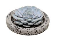 Echeveria Lilacina in decorative Koala bowl - thumbnail