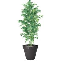 Pro Garden Bloempot - antraciet - rond - D50 cm - kunststof - plantenpot - tuin buiten