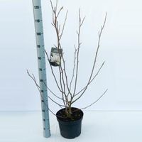 Magnolia struik Soulangeana Rickii - 5 stuks - thumbnail