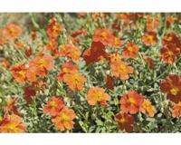 Helianthemum Fire Dragon Griffioen - Griffioen