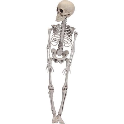 Halloween Skelet - 42 cm - Buitengewoon de boet