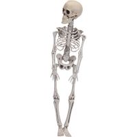 Halloween Skelet - 42 cm - Buitengewoon de Boet