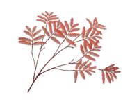 Mimosasteel l104 cm oranje - Silkka