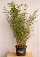 Bamboe Fargesia Malachite Monkeys 150 cm Warentuin Natuurlijk - Warentuin natuurlijk