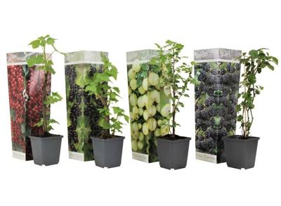 Bessenplanten - mix van 4