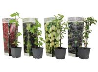 Bessenplanten - mix van 4