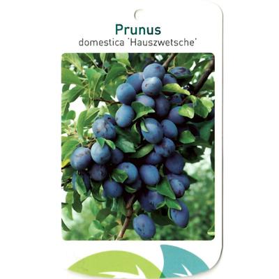 Prunus Domestica Hauszwetsche - Oosterik home