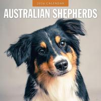 Australian Shepherd Kalender 2026