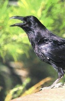 Raven (raaf)