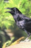 Raven (raaf)