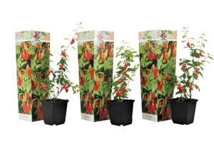 Goji bessen - set van 3