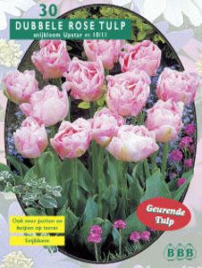 Tulp