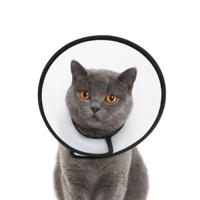 Nobleza Beschermkraag voor hond en kat - Maat S