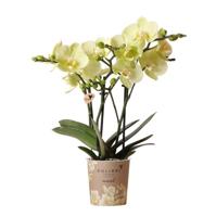Kolibri Orchids | gele Phalaenopsis orchidee - Mexico - potmaat Ø9cm | bloeiende kamerplant - vers van de kweker Kolibri Orchids | gele Phalaenopsis orchidee - Mexico - potmaat Ø9cm | bloeiende kamerplant - vers van de kweker