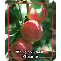 Prunus Domestica Konigin Viktoria - Oosterik Home - thumbnail