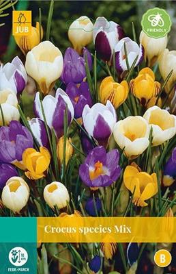 Crocus species mix 15 bollen - Jub