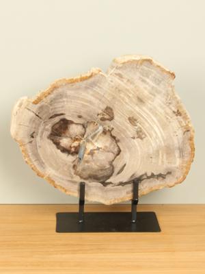 Schijf versteend hout op standaard nr. 13