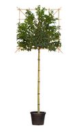 Portugese laurier als leiboom Prunus lusitanica h 300 cm st. omtrek 8 cm st. h 180 cm - Warentuin Natuurlijk