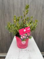 Blomux Magenta II - Oosterik home